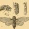 Cicadas: Time Traveling Trouble Makers