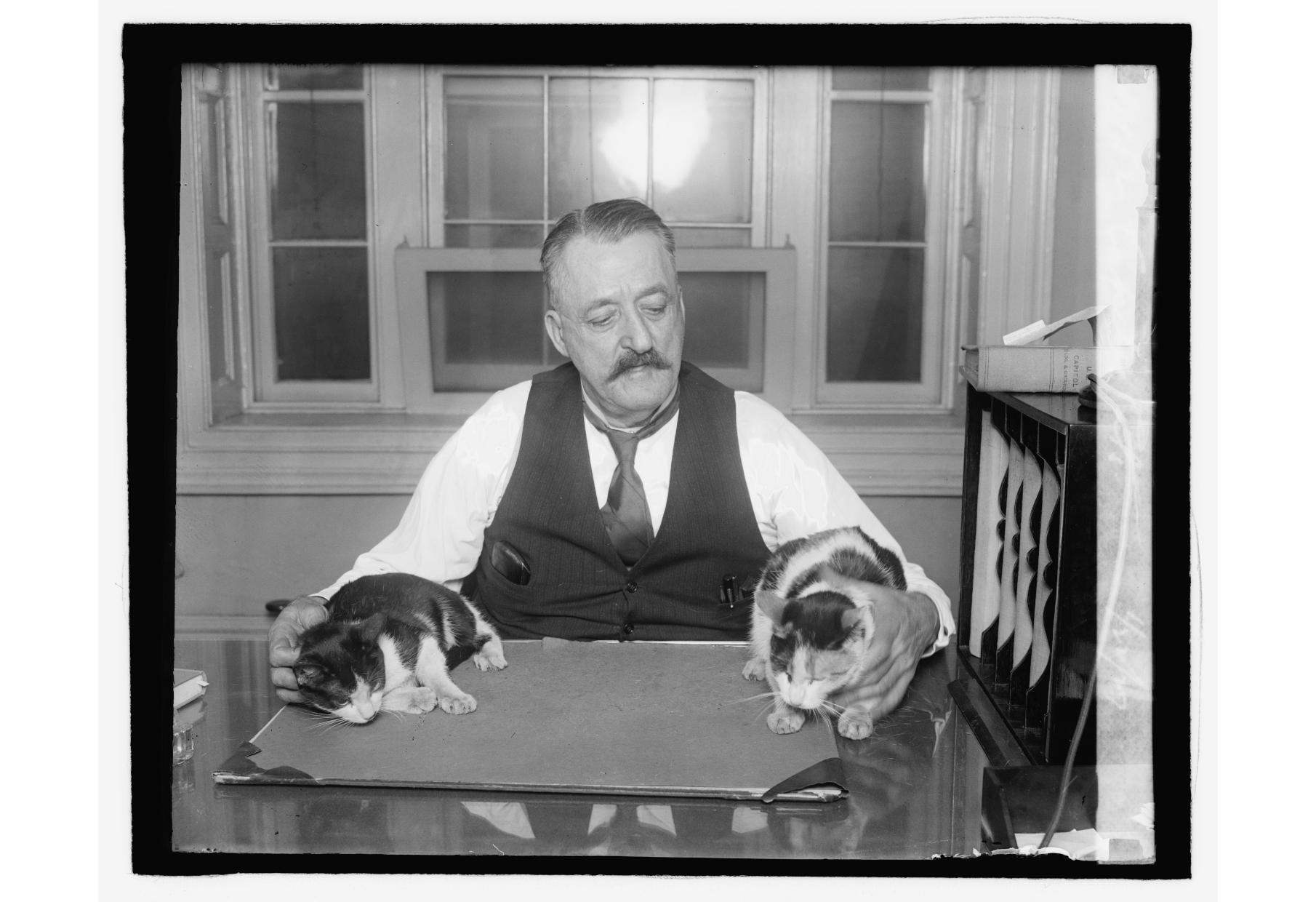 A man holds two cats on a desk within the US Capitol.