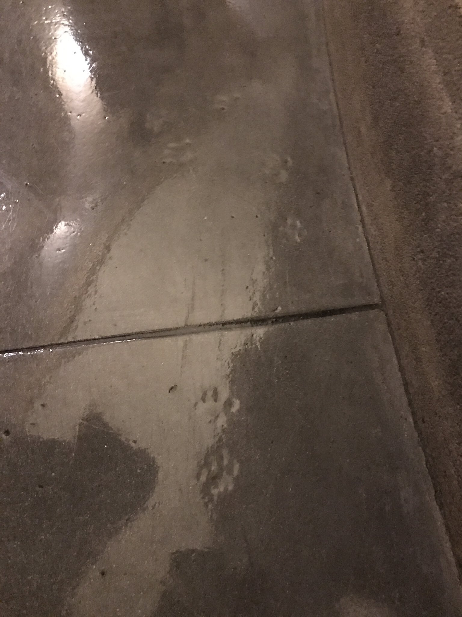 A photo of small cat paw prints in the concrete floor of the US Capitol