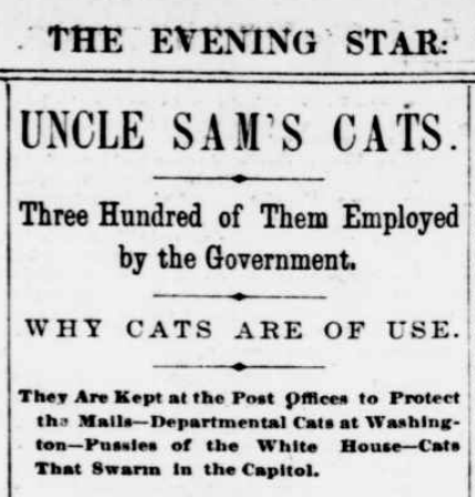A newspaper clipping reading; "Uncle' Sam's Cats, three hundred of them employed by the government."