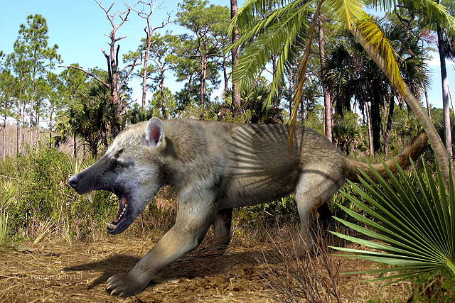 3D model of mammal that looks like a cross between a bear and a dog.
