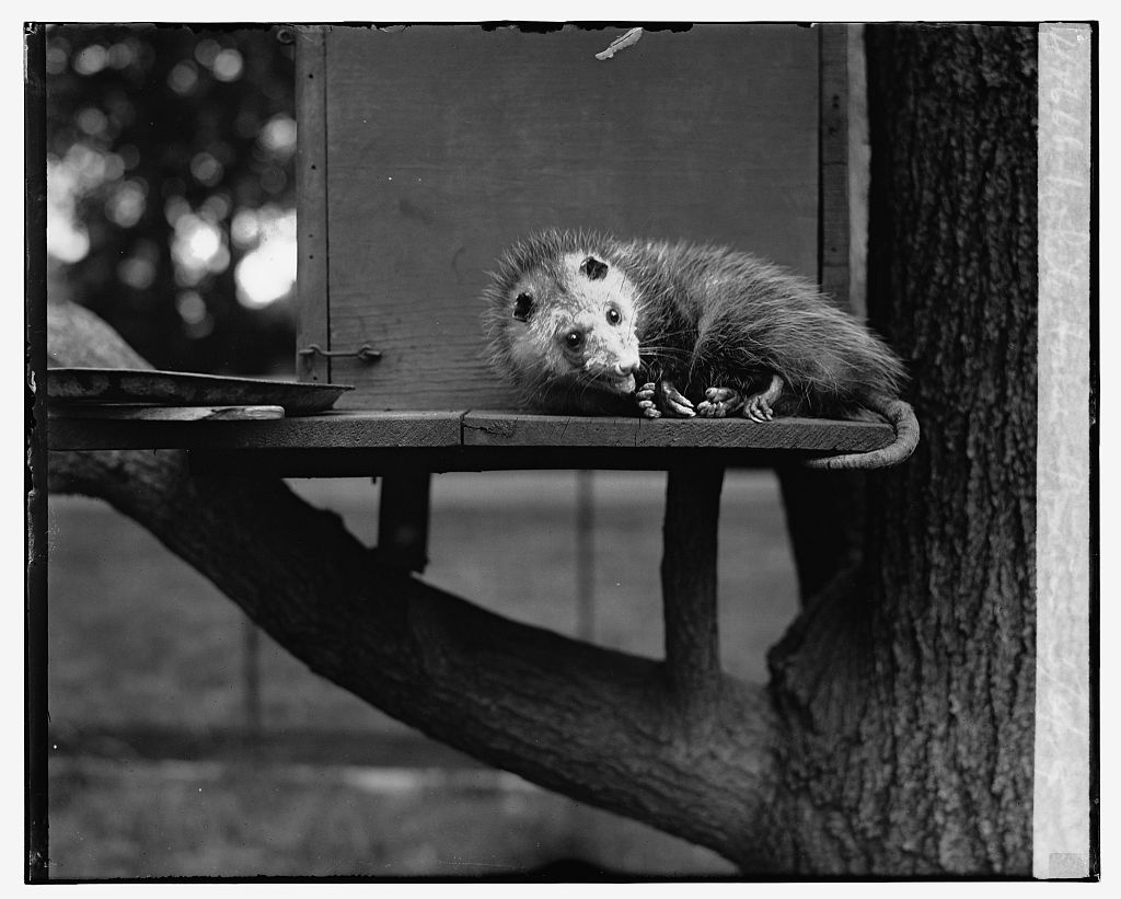 A possum in a small wooden tree dwelling