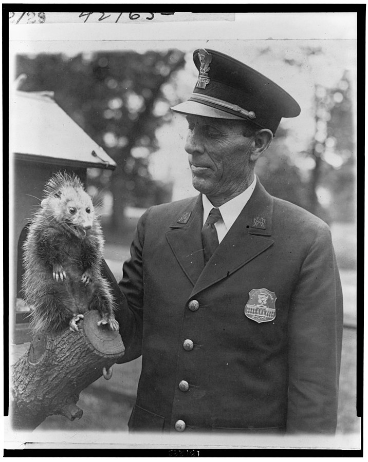 An officer of the White House holding up a live possum caught on the grounds.