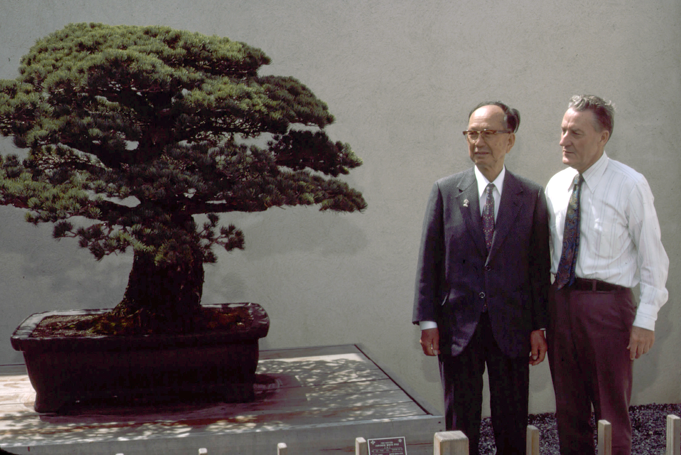 Photo of elderly Japanese man standing next to American man in suits as both men admire a two-foot-tall bonsai pine tree next to them.