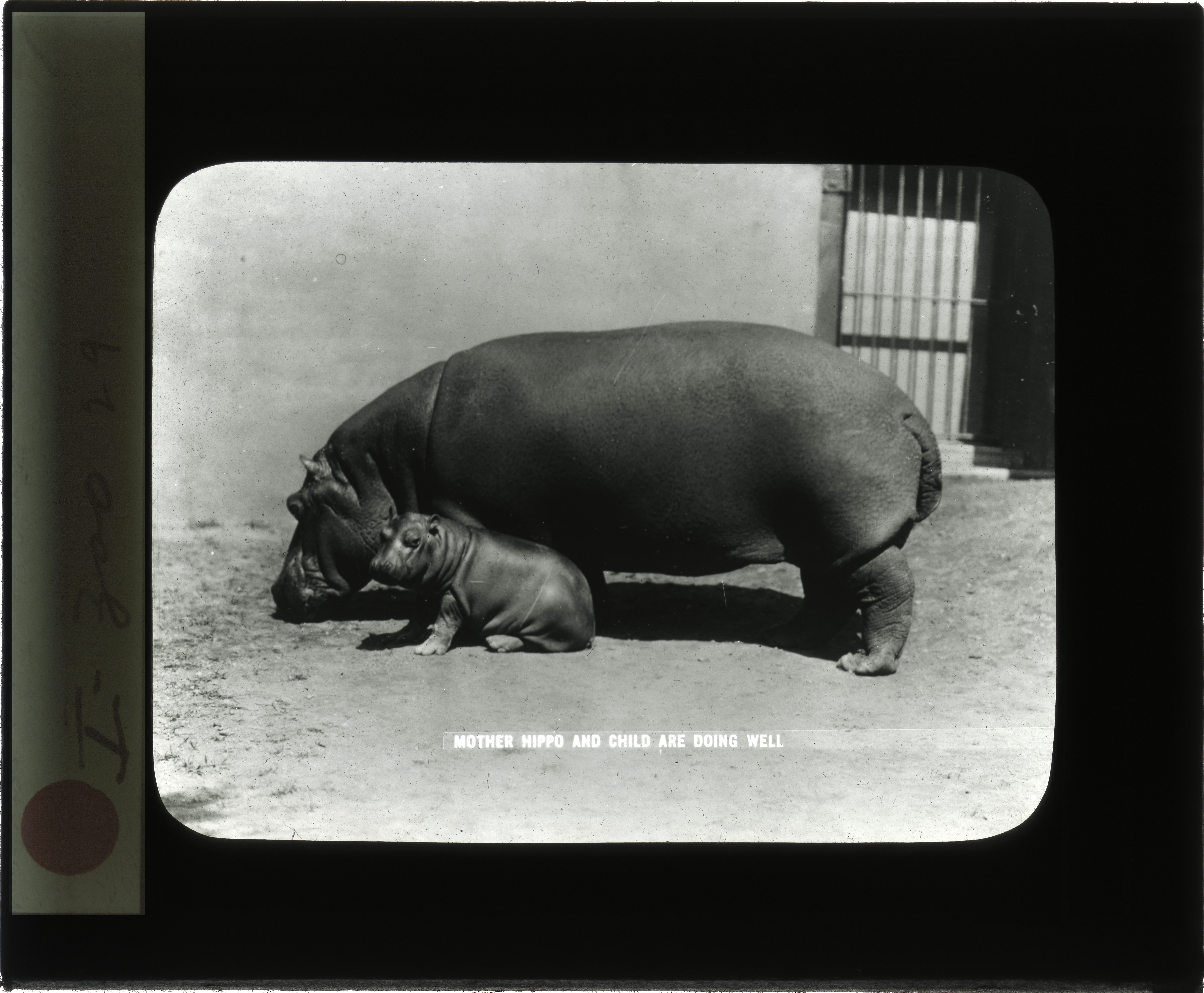 Hannah the hippo with one of her calves