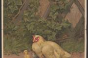 Fowl Play in Washington: the City’s History of Chicken Thievery 