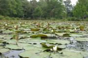 Kenilworth Aquatic Gardens today (Credit: Jennifer Boyer licensed via Creative Commons 2.0)