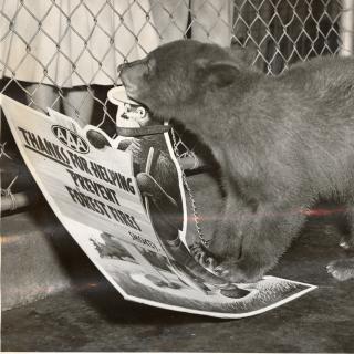Smokey Bear cub chewing on fire prevention sign at the National Zoo in 1950. (Reprinted with permission of the DC Public Library, Star Collection, © Washington Post.)