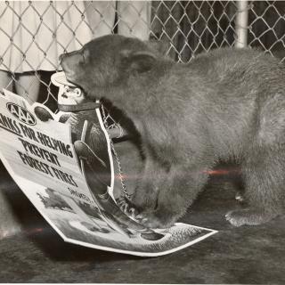 Smokey Bear cub chewing on fire prevention sign at the National Zoo in 1950. (Reprinted with permission of the DC Public Library, Star Collection, © Washington Post.)