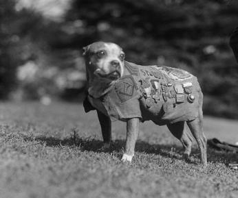 A black and white photo of Stubby. He stands on all fours and stares past the camera. He wears his chamois n blanket with numerous medals pinned on. 