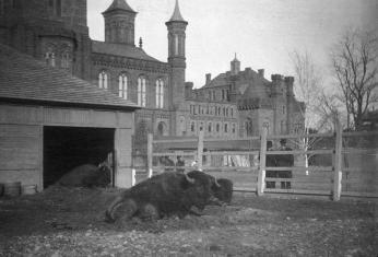 Two bison in front of the Smithsonian Castle, downtown Washington, D.C., circa 1880's. The bison were used as models for Smithsonian Institution taxidermists and were part of the Live Animal Collection, forerunner to the National Zoo. (Photo source: Smithsonian Archives)