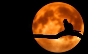 A silhouette of a cat against a background of an orange full moon.