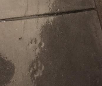 A photo of small cat paw prints in the concrete floor of the US Capitol
