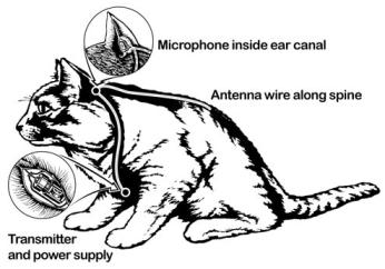 A diagram of the cat's technology, including the radio transmitter, battery, microphone, and antenna