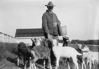 Man feeding goats at USDA Government Farm in Beltsville, MD, 1919. [Source: Library of Congress]