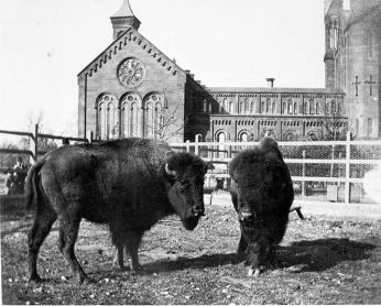 Two bison in pen in front of Smithsonian Castle, 1887-89.