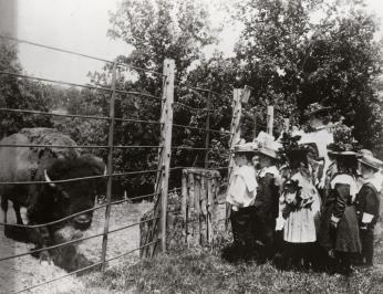 Children view bison through fence in 1899.