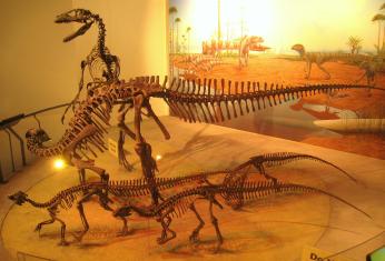 Museum skeleton display of bird-like predator dinosaur attacking family of four-legged prey dinosaurs.
