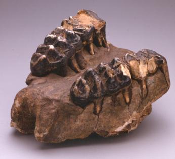 A lower mastodon jawbone collected by Jefferson