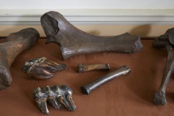 A mastodon ulna and other bones collected by Jefferson