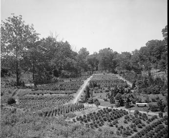 The Bladensberg Dueling Grounds circa 1920s. The field has been transformed into a tree nursery.