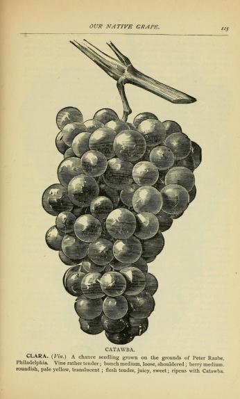 Drawing of Catawba grapes. (Source: Our Native Grape. Grapes and Their Culture by C. Mitsky & Co.,1893)