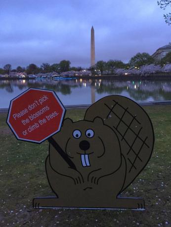 Sign of cartoon beaver in front of Tidal Basin in Washington, D.C. with message not to pick the cherry blossoms. (Source: National Park Service)