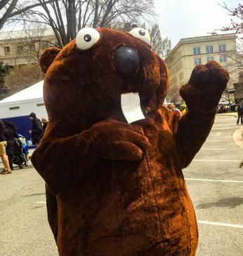 Person wearing Paddles the Beaver costume. (Source: National Park Service)