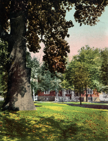 Postcard showing tree with red brick building behind it. Caption reads "Woodward Hall and Liberty Tree, St. John's College, Annapolis, MD."