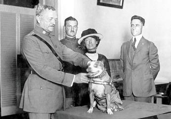 4 people stand around Stubby. General Pershing is posing as he pins the medal on Stubby. Stubby sits on a table. The photo is black and white. 4 people stand around Stubby. General Pershing is posing as he pins the medal on Stubby. Stubby sits on a table. The photo is black and white.