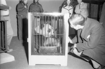 Arrival in cages of giant pandas Hsing-Hsing and Ling-Ling at National Zoo, April 16, 1972, by Victor Krantz, Photographic negative, Smithsonian Institution Archives, Negative Number: 72-4674-13.