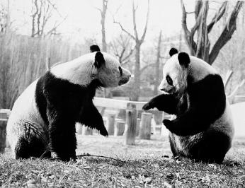 Ling-Ling (left) and Hsing-Hsing, the National Zoological Park's giant pandas, playing in their outside enclosure in August 1985, by Jessie Cohen (Smithsonian Institution Archives, Negative Number: 96-1378) Ling-Ling (left) and Hsing-Hsing, the National Zoological Park's giant pandas, playing in their outside enclosure in August 1985, by Jessie Cohen (Smithsonian Institution Archives, Negative Number: 96-1378)