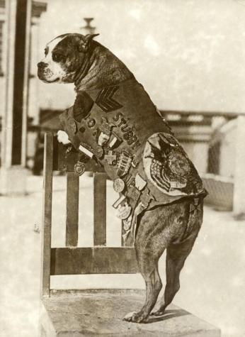 This is a black and white photo of Stubby. He stands on his back legs and rests his front ones against something. His back is towards the camera but his head is turned towards the camera. He wears his uniform. 