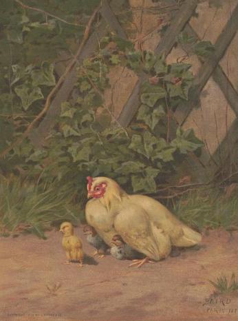 Print shows a hen with three chicks in a farmyard.