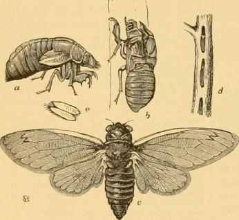 Periodical Cicada Illustration ca. 1880