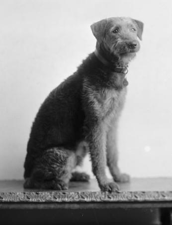 "Laddie Boy" immediately catapulted to stardom as he captured hearts of local and national admirers alike. (Photo credit: Harris & Ewing Photography Collection, Library of Congress)