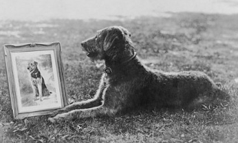 Such was his fame that "Laddie Boy" received his own official White House portrait -- not even his half-brother "Laddie Buck," who lived with Calvin Coolidge, could say the same. (Photo credit: Library of Congress, LC-F8- 20018)