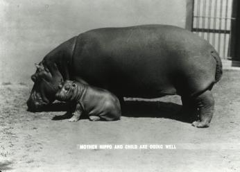 Hannah the hippo with one of her calves