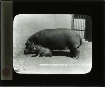 Hannah the hippo with one of her calves