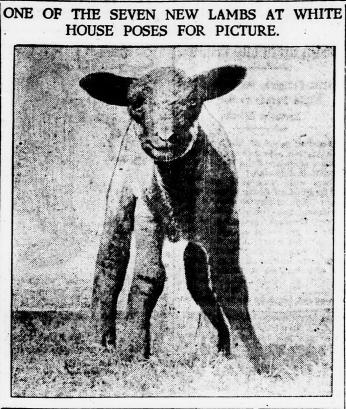 A White House sheep poses for a photo in 1919. (Source: Evening Star newspaper, March 27, 1919)