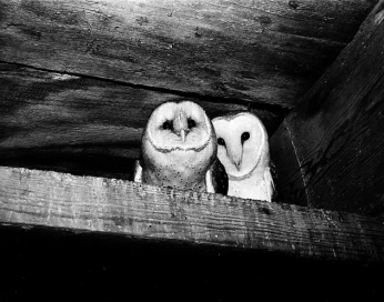 Owls, named "Increase" and "Diffusion", who lived in the West Tower of the Smithsonian Institution Building, perch on a ledge. (Source: Smithsonian)