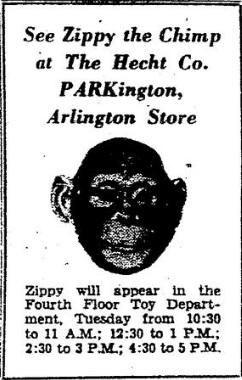 Advertisement to meet Zippy the Chimp from the Evening Star. (Reprinted with permission of the DC Public Library, Star Collection (c) Washington Post) Advertisement to meet Zippy the Chimp from the Evening Star. (Reprinted with permission of the DC Public Library, Star Collection (c) Washington Post)