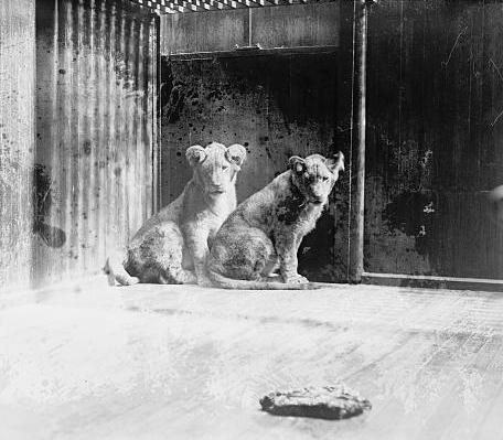 Coolidge lion cubs gift from Africa, 4/27/27