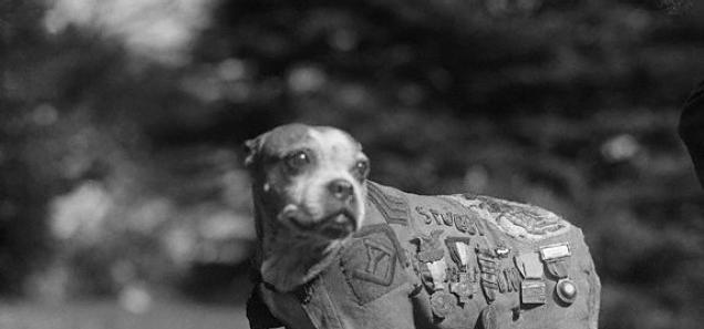 Mighty Yet Stubby: A Four-Legged War Hero Takes D.C. By Storm
