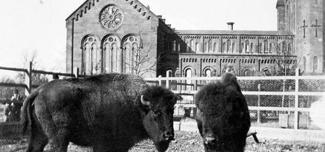 How a Taxidermist Helped Create the National Zoo and Save the Buffalo From Extinction