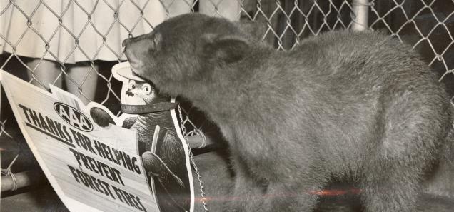 How Smokey Bear Became an Icon... And a Real Life Neighbor in D.C.