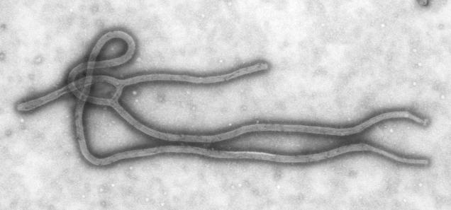 Ebola Comes to Reston