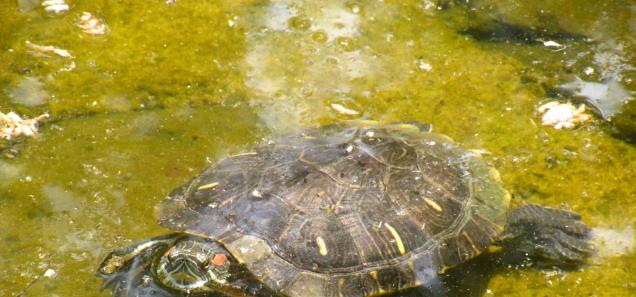 Defensive terrapin turtle. (Source: Wikipedia)