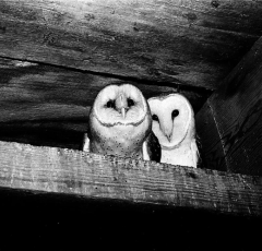 When Owls Guarded the Smithsonian